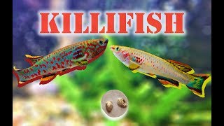 Breeding Killifish Fundulopanchax gardneri  Adventure Vlog 34 [upl. by Yeleek110]