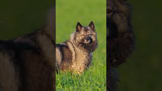 💙🐶Discovering the Fluffy Delight of the Keeshond❤️🐾 Dog Dogs Dogfacts Keeshond keeshonds [upl. by Lankton521]