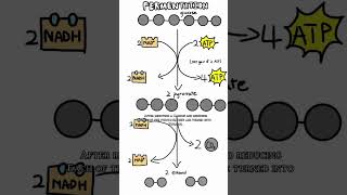 Alcoholic fermentation explained [upl. by Pebrook]