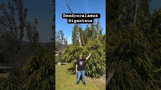 Dendrocalamus Giganteus “Dragon Bamboo” 🐉🎋❤️ bamboo dendrocalamus giganteus gardening eatable [upl. by Eelaras]