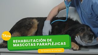 Rehabilitación de mascotas parapléjicas  TvAgro por Juan Gonzalo Angel Restrepo [upl. by Htebaras]