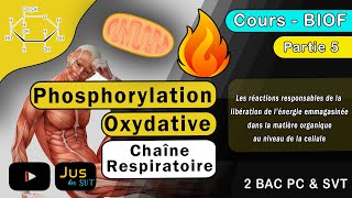 les réactions responsables de la libération de lénergie  Partie 5  2BAC Phosphorylation Oxydative [upl. by Ahsiena]