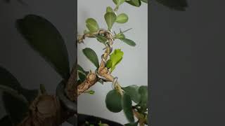 Buxus BONSAI [upl. by Laine]