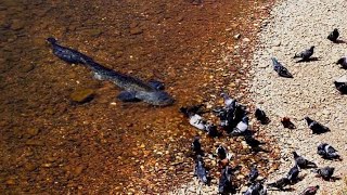 Catfish Grabs and Eat Pigeon by Catfish World [upl. by Richy437]