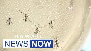 DOH confirms travelrelated Dengue case in Maui Vector Control teams responding [upl. by Nnyled]