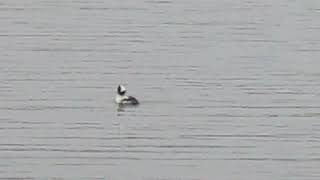 Bufflehead Duck [upl. by Rimisac]