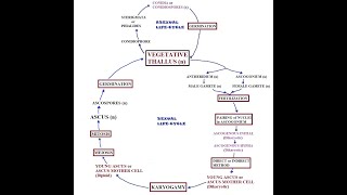 Penicillium Life cycle [upl. by Efrem]