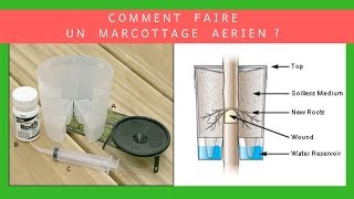 Comment faire un marcottage aérien facilement [upl. by Asseret]