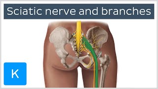 Sciatic nerve branches course and clinical significance  Human Anatomy  Kenhub [upl. by Engapmahc]