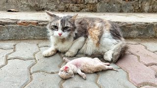 Old mother cats eyes filled with tears as she watching her poor kitten struggle to survive [upl. by Odracer]