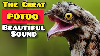 POTOO BIRD HAUNTINGLY BEAUTIFUL SOUND [upl. by Enos220]