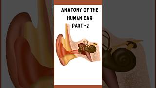 Anatomy of Ear Part 2  Anatomy of middle Ear  Content of middle Ear  Auditory Osciles [upl. by Dranoel]