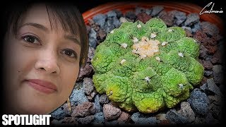 Cactus amp Succulent Spotlight  Copiapoa Hypogaea  Narrated by Cactus Caffeine [upl. by Allimac]