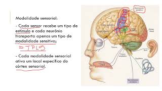 Fisiologia aula 8 caracteristicas das vias aferentes e vias eferentes com audio 3 [upl. by Emmye]