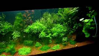 Mon bac planté aquarium de 350L [upl. by Ahsinak586]