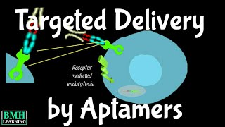 Targeted Delivery Using Aptamers  Aptamera For Drug Delivery  Aptamers In Drug Development [upl. by Tierell]