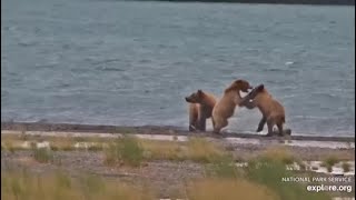 Katmai National Park KRV Cam Bear 910s family runs before bear 89 arrives 06302024 [upl. by Nylesoy]