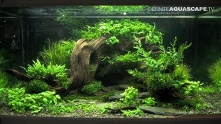 Aquascaping  The Art of the Planted Aquarium 2013 XL pt2 [upl. by Yruy]