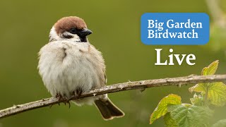 Big Garden Birdwatch Live 2024  Bird Feeders From Across The UK  Sunday [upl. by Esimorp]