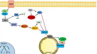 Ras Raf MEK ERK Signaling and the mTOR Pathway  Interactions and Regulation [upl. by Udele]