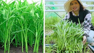 How to grow water spinach from the seeds to harvest fast at home [upl. by Charis]