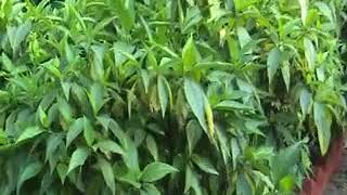 Know your Medicine plant Basak  বাসক Justicia adhatoda [upl. by Drarej]