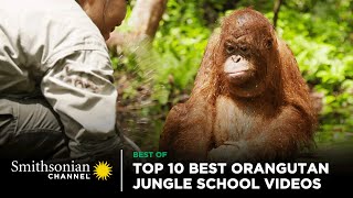 Top 10 Best Orangutan Jungle School Videos 🤩 Smithsonian Channel [upl. by Nessah]