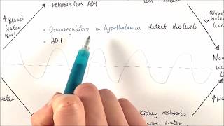 A2 Biology  Osmoregulation OCR A Chapter 156 [upl. by Hamid]