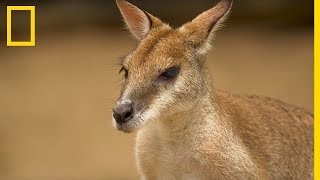 Découvrir le kangourou  tout ce quil faut savoir sur la mascotte australienne [upl. by Artined874]