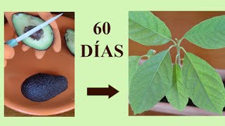 Cómo plantar aguacate o palta en maceta  Muy fácil  Cómo germinar semillas de palta [upl. by Aleuname]