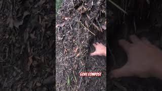 Quick compost check goat compost composting homestead farming [upl. by Eduino371]