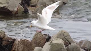 シロカモメ？ 真っ白オオセグロカモメ 247 Slatybacked gull [upl. by Werdn579]