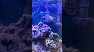 Acclimating my 3 new chromis PART 1 shorts [upl. by Nosdivad]