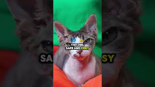 Cats Affection How Bonded is your CAT cat cute catlover catbehavior catvideos catshorts [upl. by Jamieson]