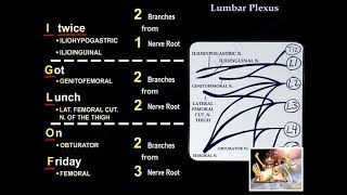 Lumbar Plexus  Everything You Need To Know  Dr Nabil Ebraheim [upl. by Ykcir39]