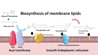 Biosynthesis of membrane phospholipids [upl. by Aleekat]