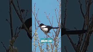 Magpie call  fascinating bird communicates in its own unique way [upl. by Aidin]