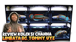 BIRU GONDRONG GALAK PARAH‼️Review Channa LIMBATA Bang Tommy Uye [upl. by Thorny]