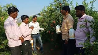 डाळिंब Pomogranet केरन karyon वापरू जमिनीची ताकद वाढली मिळाले प्रचंड उत्पादन संपर्क8421713461 [upl. by Aynatahs]