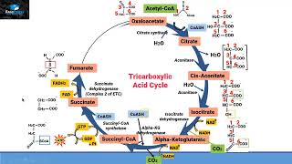 Aerobic Respiration Part 3 Tricarboxylic Acid CycleKreb CycleCitric Acid Cycle [upl. by Barbaresi]