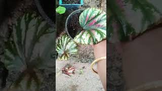 Begonia plant propagation Rex begonia indoorplantout door gardening 🌱 [upl. by Dremann830]