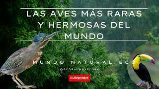 Descubre el TOP 30 de Las AVES 🦚 Más RARAS del Planeta 🌏✨ [upl. by Malina]