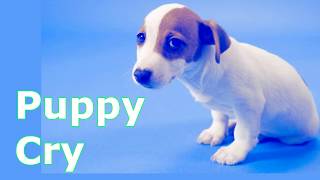 Puppy Crying Sound  Dog Crying Sound Effect to Stimulate Your Dog [upl. by Schiffman]