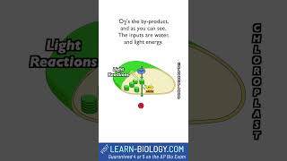 What are the Light Reactions slow jam photosynthesis lightreactions cellbiology stem [upl. by Dnalra]