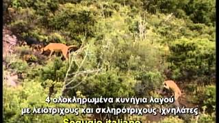 ΚΥΝΗΓΙ ΛΑΓΟΥ  ΙΧΝΗΛΑΤΕΣ Νο 5 segugio Italiano  Hare Hunting [upl. by Metzgar85]