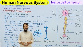 nerve cell or neuron  structure and function of neuron  class 10 [upl. by Nereids422]