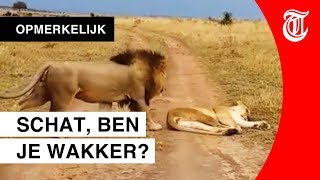 Brutale leeuw besluipt vrouwtje en dat vindt ze NIET leuk [upl. by Marlena]