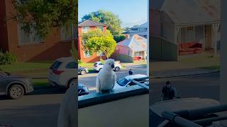 Cockatoos visit my balcony to says quothelloquot cockatoos birds shorts [upl. by Alyhs237]