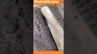 A machine gently harvests earthworms from soil for agriculture composting or commercial use [upl. by Stephens951]