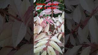 Toona sinensis flamingo vidéo complète sur la chaîne [upl. by Kinemod565]